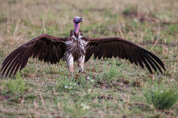 Lapet Faced Vulture approaches a carcass, Africa