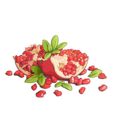 Ripe pomegranates illustration