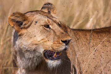Close-up portrait of a majestic lioness in nature, Africa