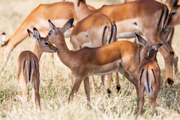 Young Impala baby stands and watching other antelopes in a game reserve,