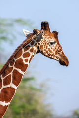 Reticulated Giraffe the male portrait, against backdrop of savannah. Close up