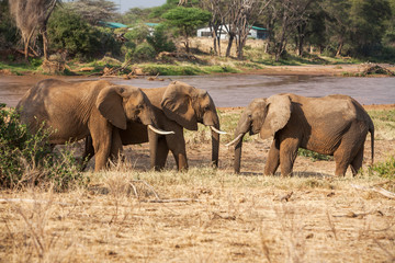Three Elephants (Loxodonta Africana) Walking on Savannah, Africa