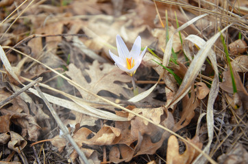 White crocus bloomed in the dry grass