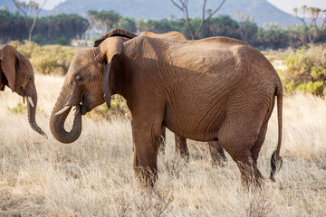 Adult african elephant busy grazing in the bush