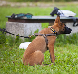 malinois`s pyppy