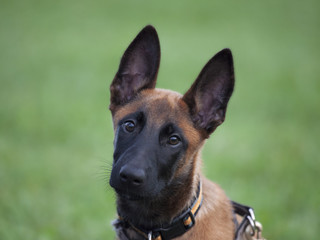 malinois`s pyppy