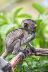Baby vervet monkey licking and holding branch, Addo Elephant National Park
