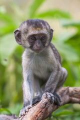 Naklejka na ściany i meble Baby vervet monkey licking and holding branch, Addo Elephant National Park