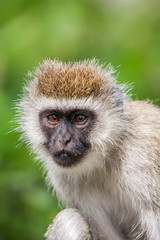 Vervet monkey (Chlorocebus pygerythrus) female close up, Africa