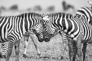 Fototapeta na wymiar Two zebras, Kruger Park, South Africa