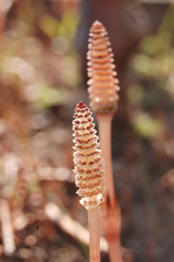 つくし　春　かわいい