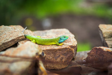 Green emerald glossy gecko lizard sunbathing on a rock