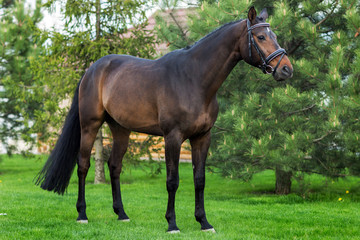 Golden red or brown horse standing against green trees