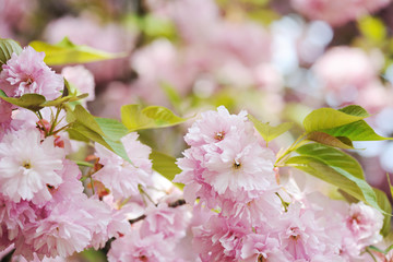 cherry blossoming