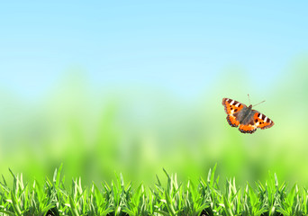 Green grass and butterfly
