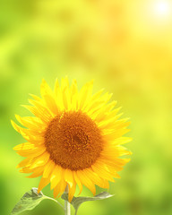 Sunflower on green background