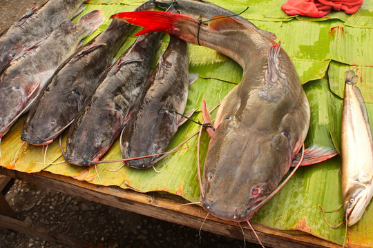 Freshly caught catfish on palm leaf in a fish market, Luang Prab
