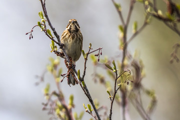 Fototapeta premium Rohrammer (Emberiza schoeniclus)