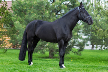 Strong black stallion standing alone against greenery in the summer