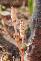 つくし　春　かわいい