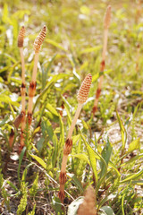 つくし　春　かわいい