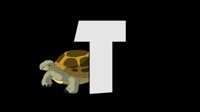 Letter T and Turtle (background)
Animated animal alphabet. HD footage with alpha channel. Animal in a background of letter.