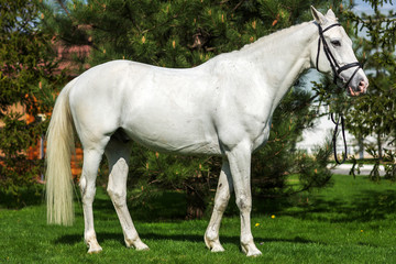 Obraz na płótnie Canvas Beautiful white horse portrait at the pasture agaist greenery 