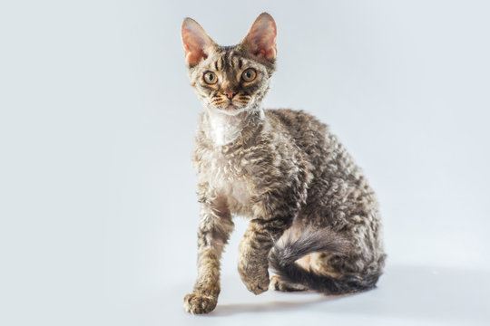 Cornish Rex kitten posing on a grey background. 
