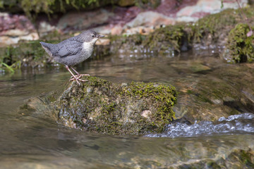 Wasseramsel