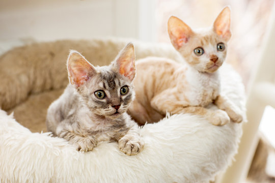 Cute two kittens Cornish Rex peering with plush basket
