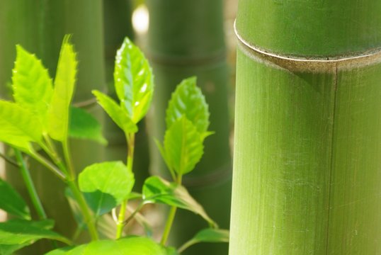 緑色の竹