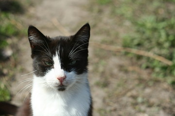 cat in the spring grass
