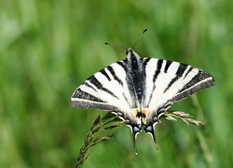 Beautiful black and white butterfly on a wheat thread, on a green background