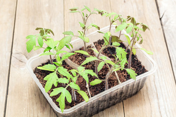 tomato seedlings in a box