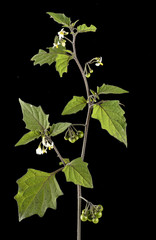 Fototapeta na wymiar Solanum nigrum / Morelle noire