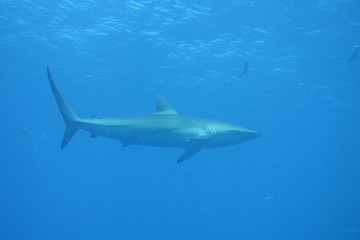 White Shark underwater Cuba caribbean sea