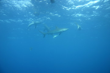 Fototapeta na wymiar White Shark underwater Cuba caribbean sea