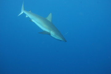 White Shark underwater Cuba caribbean sea