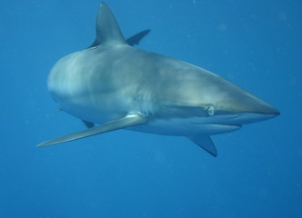 White Shark underwater Cuba caribbean sea