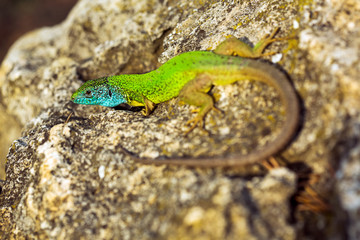 Green emerald glossy gecko lizard sunbathing on a rock