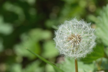 Fototapeta premium Löwenzahn Taraxacum Saatgut Kopf mit grünem Hintergrund