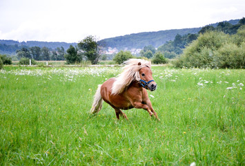 Pony horse on a leash is galloping on the meadow