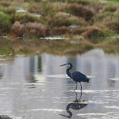 Black headed egret wading in a marsh