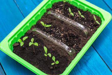 seedlings in a box
