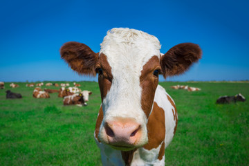 Naklejka na ściany i meble Cow on a summer pasture