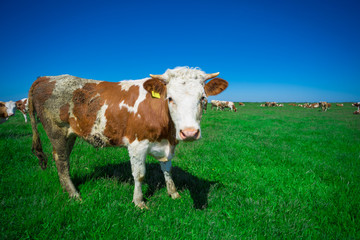 Fototapeta na wymiar Cow on a summer pasture