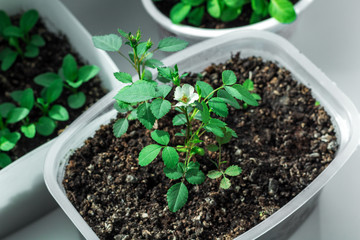 seedlings white roses in a pot