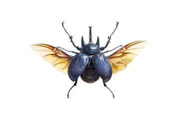 Exotic large beetle with wings isolated on white background - obrazy, fototapety, plakaty