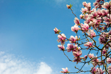 Obraz premium Blossom magnolia branch against blue sky.