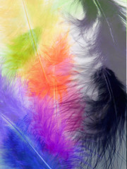 abstract background with soft colorful feathers